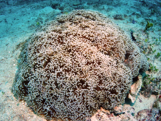  Euphyllia ancora (Hammer Coral, Anchor Coral)